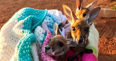 Here's Some Adorable Aussie Wildlife That'll Make You Feel Warm & Fuzzy ...