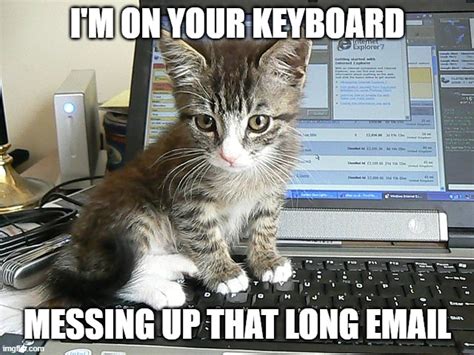Image result for Keyboard Cat Meme