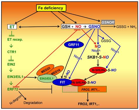 NO Is Not the Same as GSNO in the Regulation of Fe Deficiency Responses ...