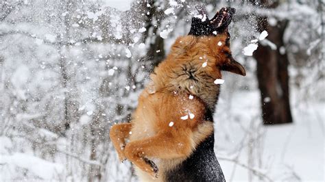 Download wallpaper 1366x768 german shepherd, dog, snow, jump, game ...
