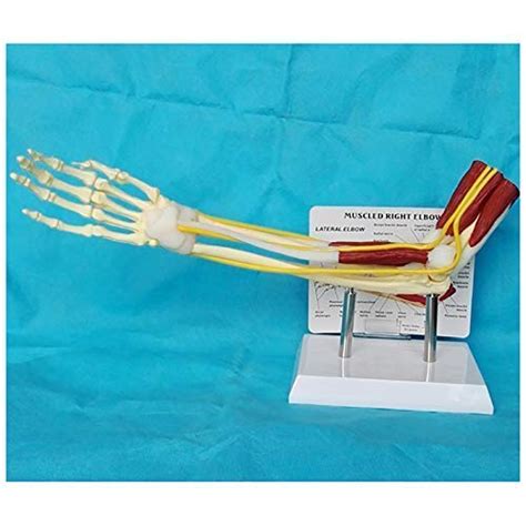 Buy FGA Educational Model Upper Limb Muscle Arm Model - Medical ...