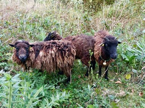 Nos six idées de sorties pour cette semaine - Pontivy.maville.com