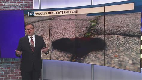 Can a woolly bear caterpillar forecast the coming winter? | 13newsnow.com