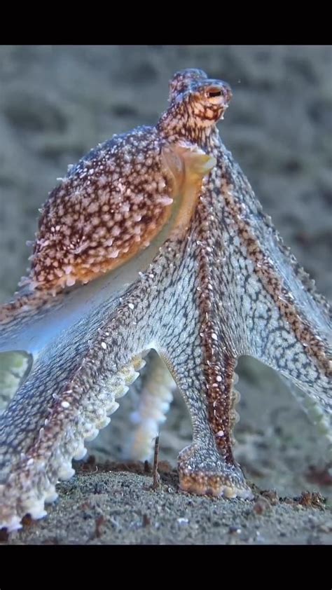 Image result for Blue-Ringed Octopus Human Form