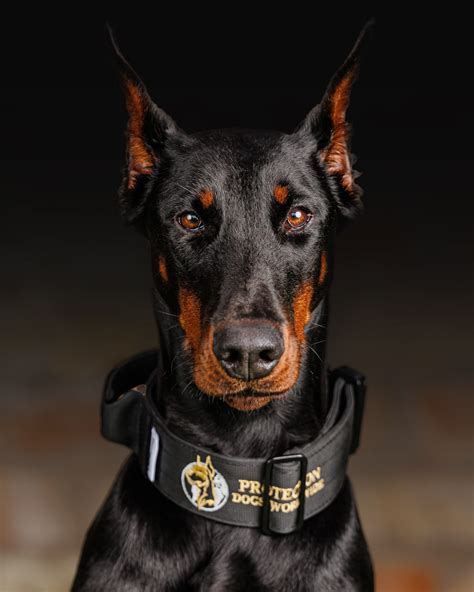 Are Doberman Good Family Dogs