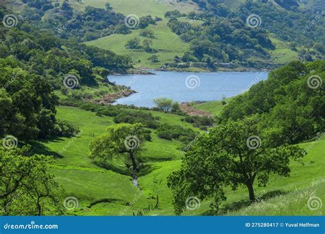 Lush Oak Forest and Grassland at Calero Reservoir after Rainy Season ...