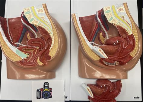 Image result for Making Female Reproductive Organ Model