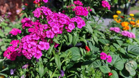 Beautiful pink blooming sweet william flowers, dianthus barbatus ...