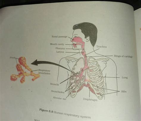 how to draw alveolar duct and sacs in this diagram Please label all the ...