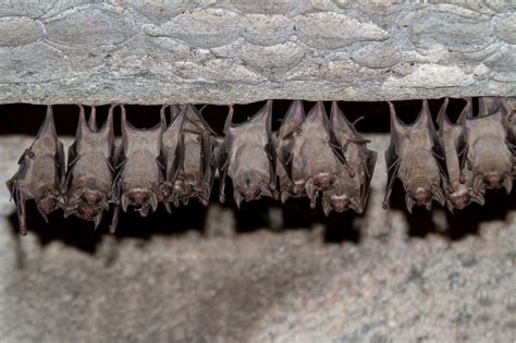 Bat Conservation India Trust – BCIT is a research and conservation ...