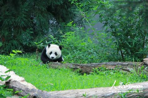 熊猫宝宝暖暖就要回国了，快前来国家动物园跟它Say ByeBye！ - KL NOW 就在吉隆坡