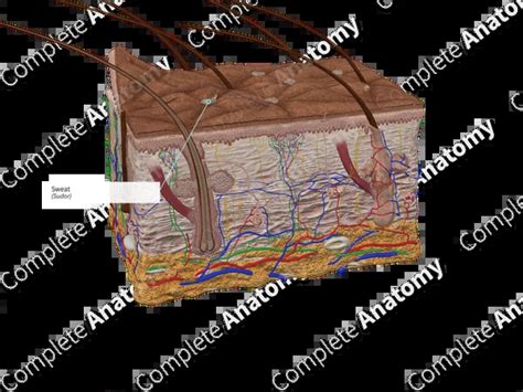 Image result for Geometry Node Sweat