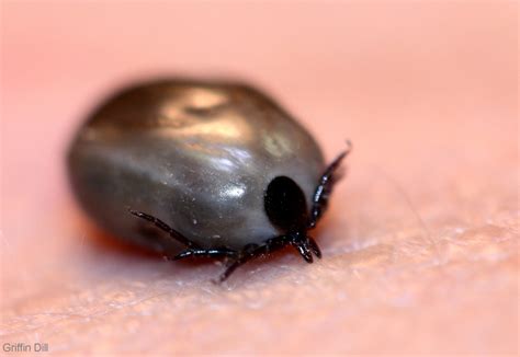 Tick Photos - Cooperative Extension: Tick Lab - University of Maine ...