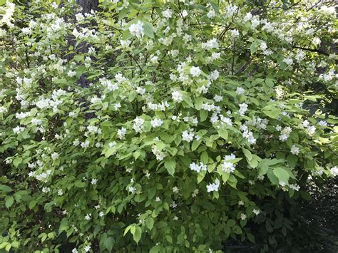 What Is A Mock Orange Tree at Wilma Scanlon blog