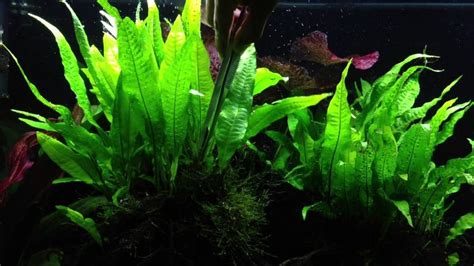 Image result for Brown Java Fern