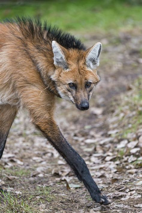 Maned Wolves 的图像结果