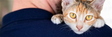 Responsible Pet Ownership - FOUR PAWS International - Animal Welfare ...