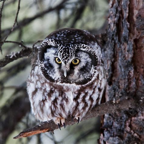 All 14 Owls in Oregon [With Sounds & Pictures]