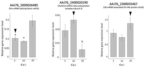 Transcriptome of Nosema ceranae and Upregulated Microsporidia Genes ...