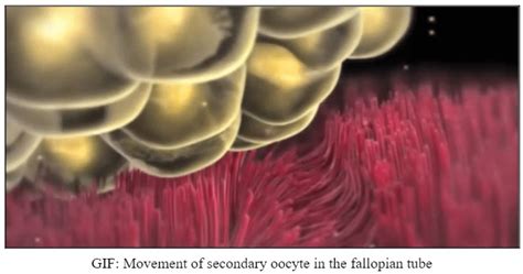 Image result for Fertilisation Types