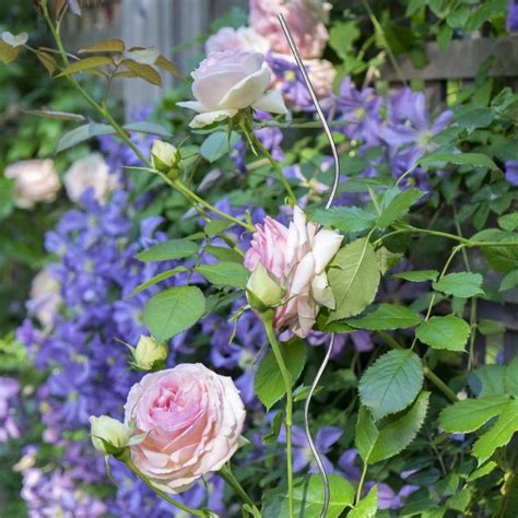 Buy a set of 10 plant support stakes HERE