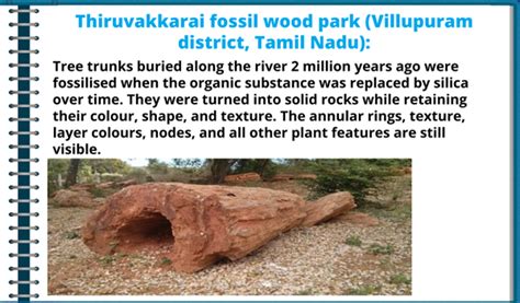 Determination of age of fossils — lesson. Science State Board, Class 10.