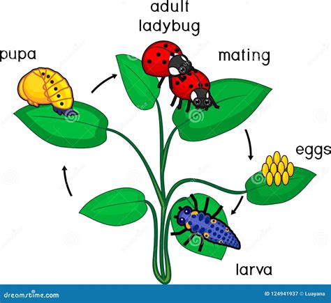Life Cycle of Ladybug. Stages of Development of Ladybug from Egg To ...