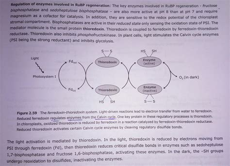 Plz describe the calvin cycle also consider the light dependent reaction
