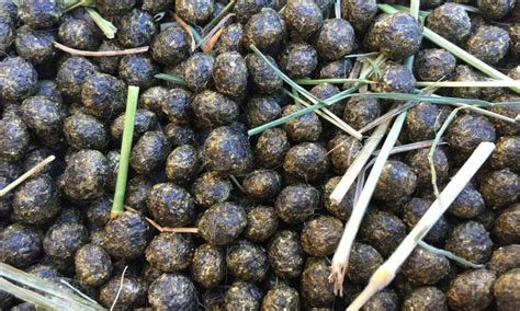 Rabbit Evolution Coin Poop 的图像结果