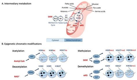 Polycystic Ovary Syndrome: A Brain Disorder Characterized by Eating ...