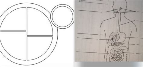 Image result for 7th Grade EC Structure