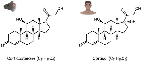 Glucocorticoid-Responsive Tissue Plasminogen Activator (tPA) and Its Inhibitor Plasminogen ...