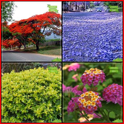 Creative Farmer Gardening Seeds Combo Tree Seeds : Blue Jacaranda ...