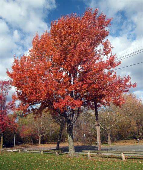 Image result for Maple Tree Identification