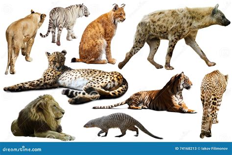 Predators animals in el salvador - tsmyte