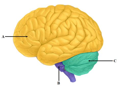 Brain 的图像结果