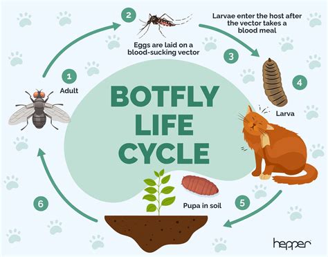 Human Bot Fly Life Cycle