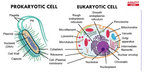 Difference Between Prokaryotic and Eukaryotic Cell for Class 9 & 11 ...