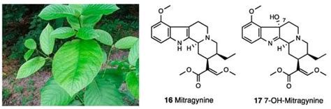 From Plant to Chemistry: Sources of Active Opioid Antinociceptive ...
