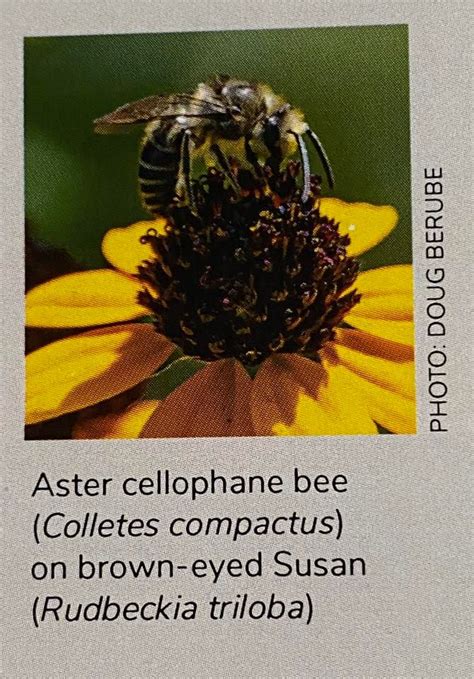 Smucker House loves Pollinators w Lori Mowad, Smucker House - Salem ...