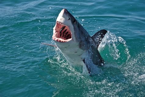 Great White shark breaching the water with jaws open. Great White shark ...