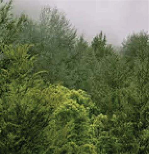 La Nicholas Dei Da Resort | Shillong