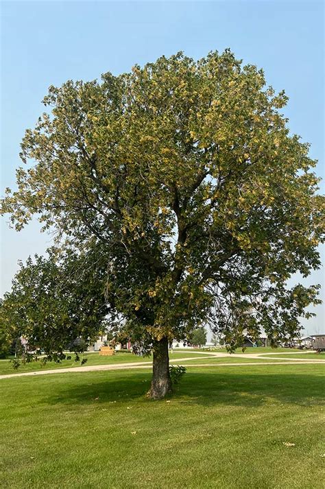 Image result for Box Elder Tree Syrup