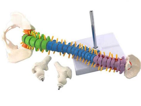 PHYSIO LIFE CARE Human Vertebral Column with Pelvis Model, Colored ...
