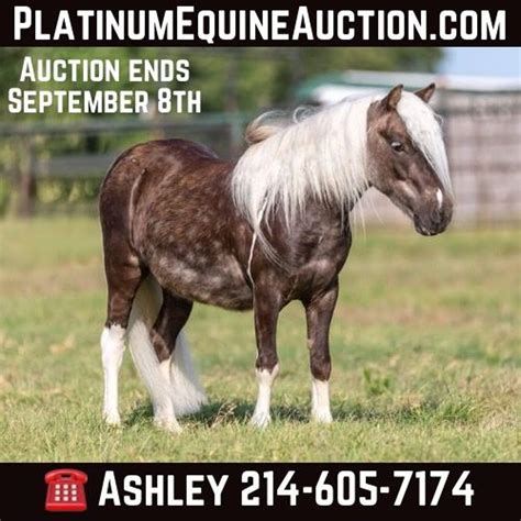 Pony Of The Americas