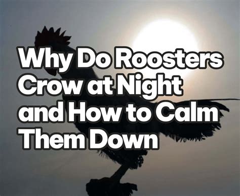Why Do Roosters Crow at Night and How to Calm Them Down - Backyard ...