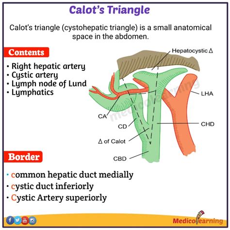 Triangle Of Calot Anatomy And Embryology Of The Biliary Tract