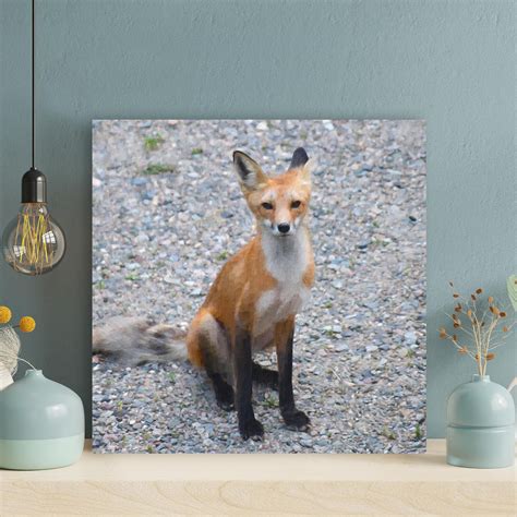 Millwood Pines A Thin Brown Fox With Black Legs On Gravel Ground - 1 ...