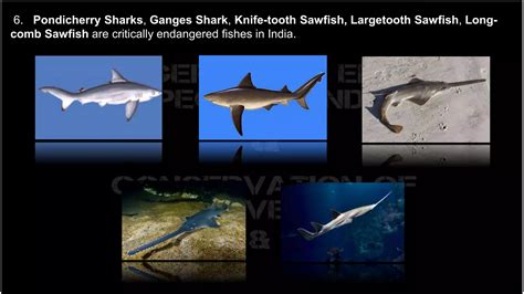 Endangered and ednemic species of india and conversation of biodiversity ex situ and insitu | PPTX