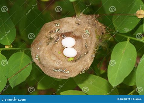 Hummingbird nest with eggs stock photo. Image of nest - 42282094